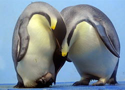 Ученые доказали существование двухметровых пингвинов