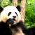 Новый хит: панды против лекарств (Видео)