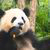 Тройню пандаў з Кітая называюць «новым цудам свету» (Відэа)