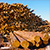 Экспорт необработанной древесины остановят в 2016 году