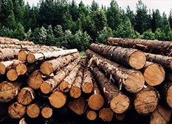 Минлесхоз признался в провале модернизации деревообработки