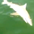 Гіганцкі акунь на вачах у рыбакоў цалкам праглынуў акулу (Відэа)