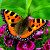 Гигантскую бабочку из Книги Гиннесса покажут в Молодечно