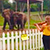 Слоны в зоопарке Висконсина станцевали под музыку Баха