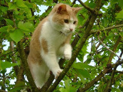 Гомельский предприниматель предлагает необычную услугу - снять кота с дерева