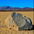 Ученые раскрыли тайну «живых камней» Долины смерти