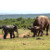 Слоненок решил «пободаться» с быком (Фото)