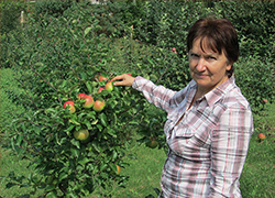 Беларускія навукоўцы вывелі новыя гатункі яблыкаў