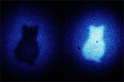 Физики впервые получили изображение «кота Шредингера»