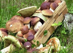 Съедобные грибы в белорусских лесах стали мутировать