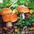 Съедобные грибы в белорусских лесах стали мутировать
