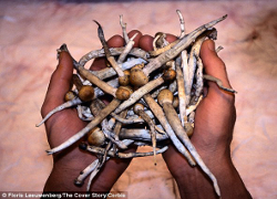 Ученые предложили лечить курильщиков галюциногенными грибами