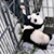 В Китае панда не захотела отпускать смотрителя (Видео)