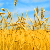 Цены на пшеницу достигли четырехлетнего минимума