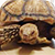 Черепаха Бульдозер стала причиной пробки во Флориде (Видео)