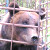 Житель деревни под Чашниками держит во дворе медведя