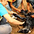 Ролик о милосердии: Как в Индии спасали собаку (Видео)
