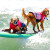 В Калифорнии собаки-серферы покорили волну (Видео)