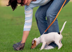 Владельцев собак просят самим убирать площадки для выгула
