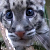 Сотрудник британского зоопарка выходил редкого дымчатого леопарда (Видео)