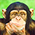 Суд Нью-Йорка рассмотрит право шимпанзе на личную свободу