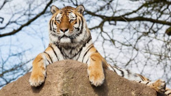 Амурские тигры бегут из России в Китай