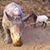 Детеныш носорога подружился с ягненком в ЮАР (Видео)