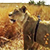 GoPro на спине львицы сняла охоту животного (Видео)