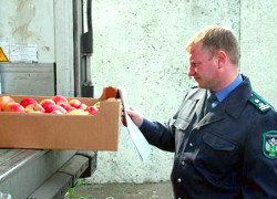 Belarusian government agencies involved in smuggling apples to Russia