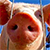 В бобруйской колбасе нашли африканскую чуму свиней