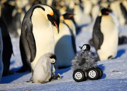 Пингвин на колесах покатил за своего