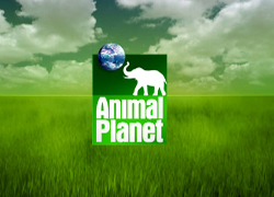 На «Космас ТБ» вярнулі Discovery і Animal Planet