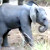 Маленький слоненок защитил свою семью от туристов (Видео)