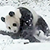 Панда радуется первому снегу (Видео)