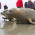 Тюлени захватили общественный пляж в Великобритании