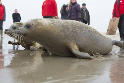 Тюлени захватили общественный пляж в Великобритании