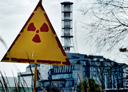 Медведи вернулись в Чернобыль после векового отсутствия