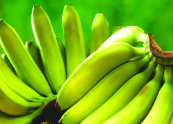 Віцебскія мытнікі «павярнулі» 20 тон бананаў