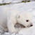 Полярный медвежонок первый раз увидел снег (Видео)