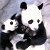 Объятия панды с детенышами растрогали интернет (Видео)