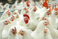 Беларусь ограничила ввоз мяса птицы из РФ