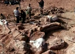 Палеонтологи нашли скелет самого большого в мире динозавра