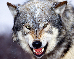 Волк покусал трех жителей Светлогорского района