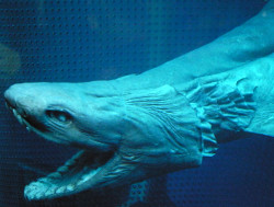 Аўстралійцы злавілі старажытную акулу з 300 зубамі