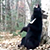 Ученые сняли на видео, как танцует гималайский медведь-«почесун»