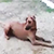 Собака-спасатель растрогала пользователей интернета (Видео)