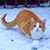 Новый хит: кот, который обожает играть в снежки (Видео)