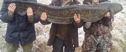 Інспекцыя адшуквае рыбака, які злавіў сома вагой 31 кг