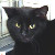 Чорны кот аб'еў Харкаўскі мясакамбінат на 400 даляраў (Відэа)