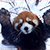Как красные панды резвятся в снегу (Видео)